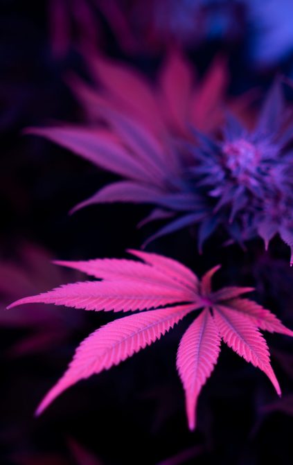 Marijuana plants in ultraviolet light.